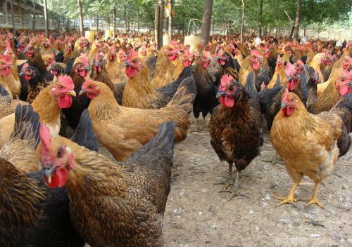 5����N(xi��o)���f(w��n)��һ���B(y��ng)�u�r(n��ng)��(ch��ng)������D(zhu��n)��(li��n)�W(w��ng)��