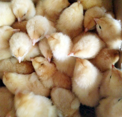 ����S�u��