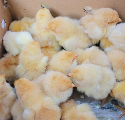 ���u�u��