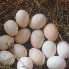 ����(g��)�^